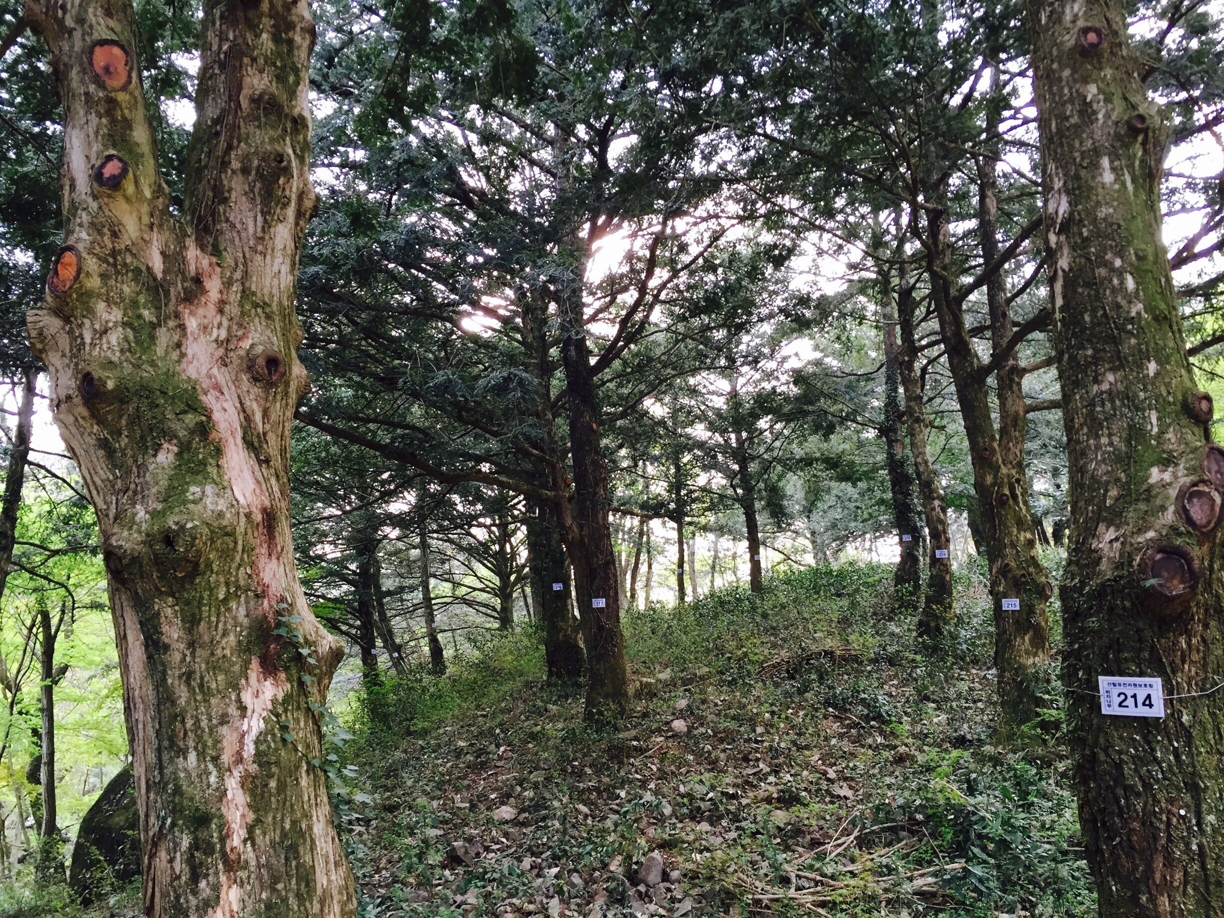 비자림숲과 야생차밭