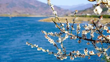 plum blossoms blooming along the Seomjingang River