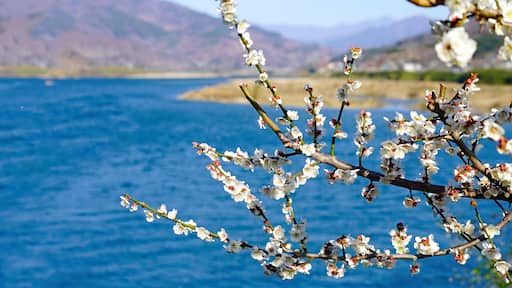 plum blossoms blooming along the Seomjingang River