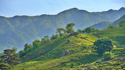Spring scenery of tea fields in Hadong, South Korea