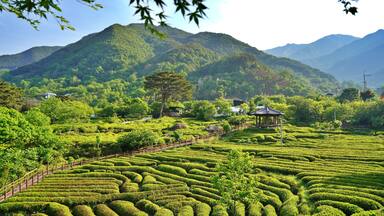 Spring scenery of tea fields in Hadong, South Korea
