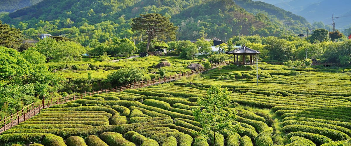 Spring scenery of tea fields in Hadong, South Korea