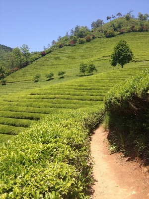 The Boseong green tea fields are so worth the hike down to Jeolla province! The nearby Yulpo beach is a great spot too.
http://journey-count.com/beauty-boseong-tea-fields/