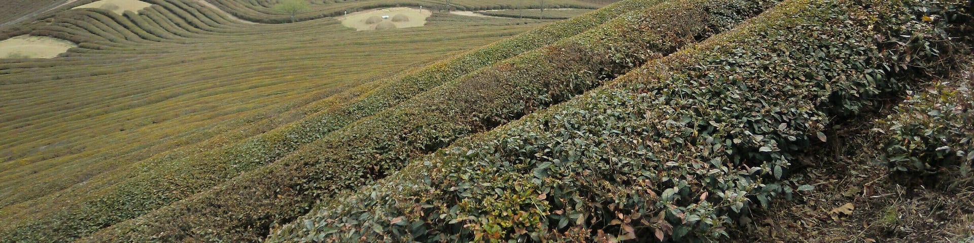 tea plantations in spring. Still stunning!