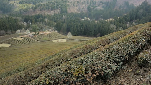 tea plantations in spring. Still stunning!