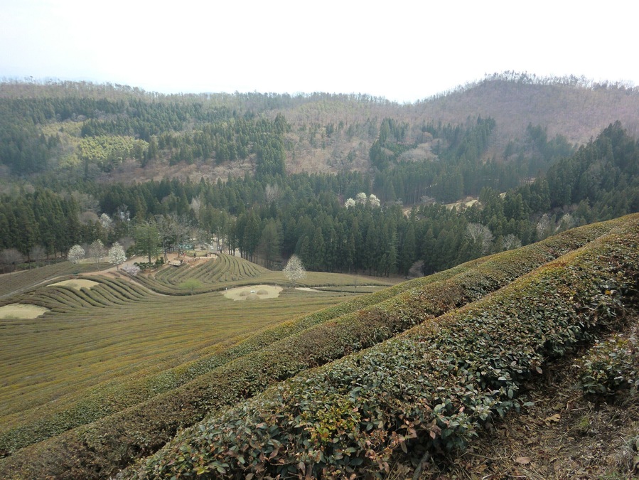 tea plantations in spring. Still stunning!