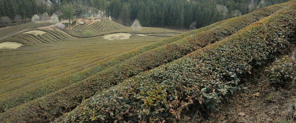 Terraced tea fields, rolling hills, and dense forests.