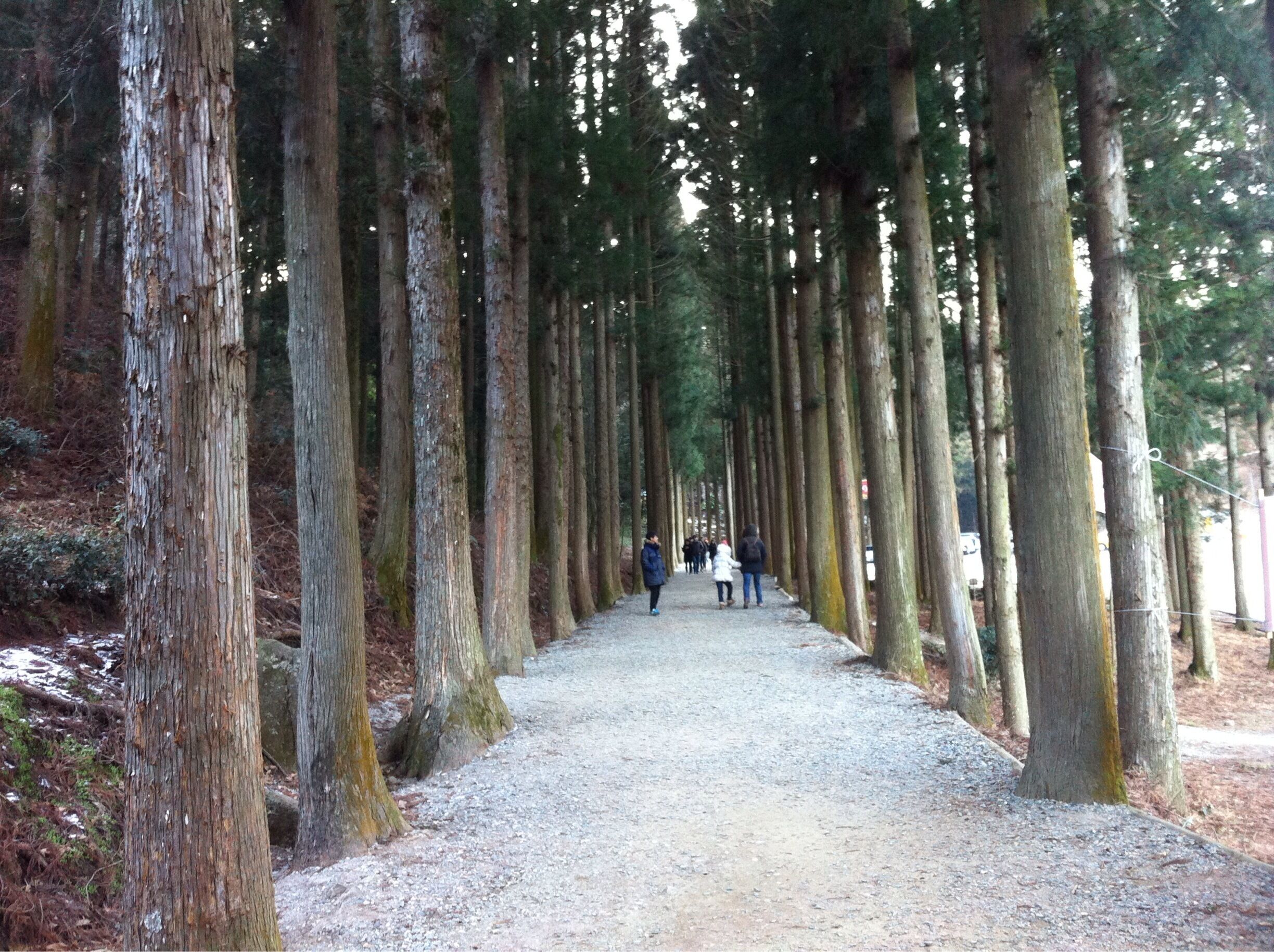 보성녹차 삼나무 길
좋아요