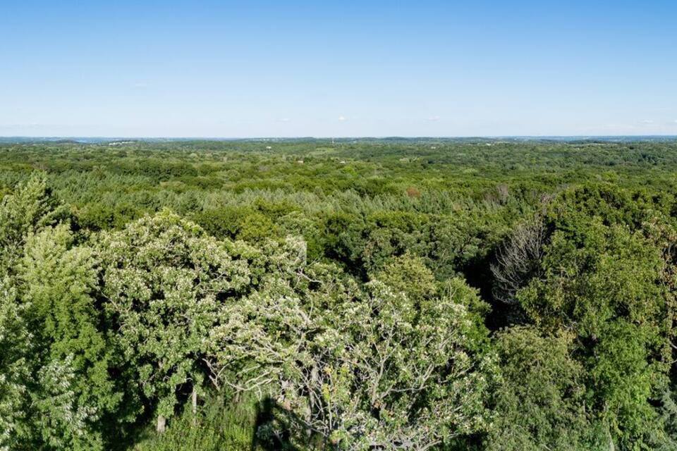 A dense forest with a clear sky and a distant tower.