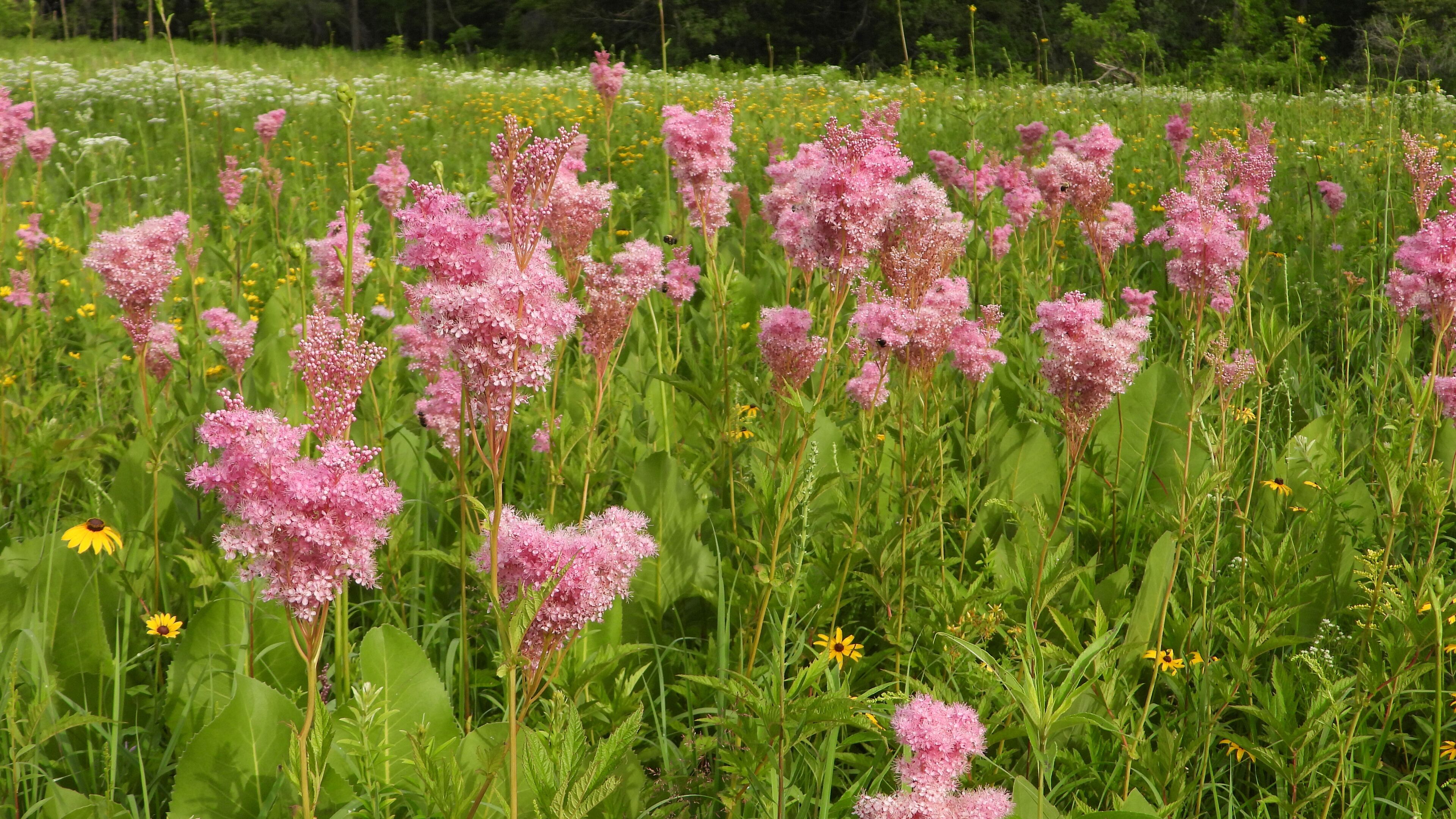 Filipendula rubra - Queen of the Prairie - Native North American Wildflower - Pink Blooming Flower