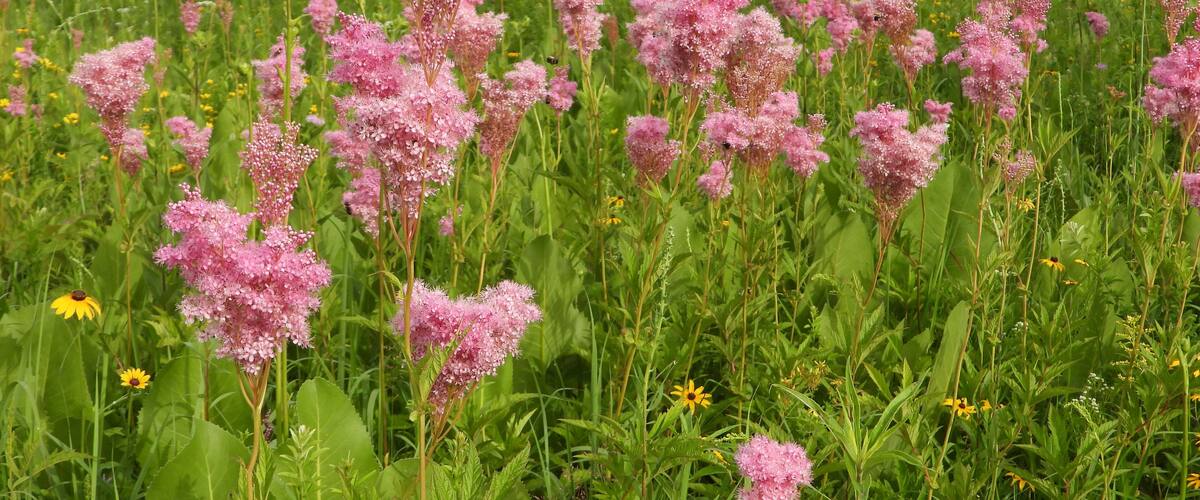 Filipendula rubra - Queen of the Prairie - Native North American Wildflower - Pink Blooming Flower