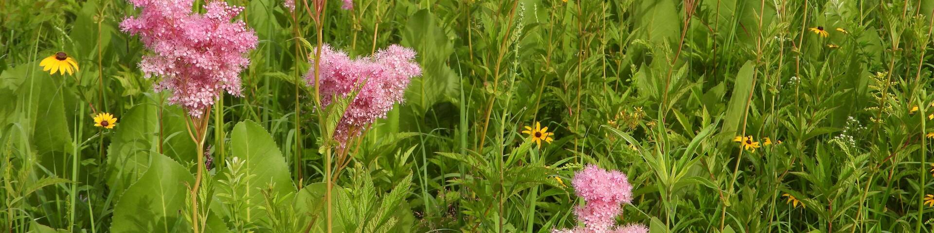 Filipendula rubra - Queen of the Prairie - Native North American Wildflower - Pink Blooming Flower