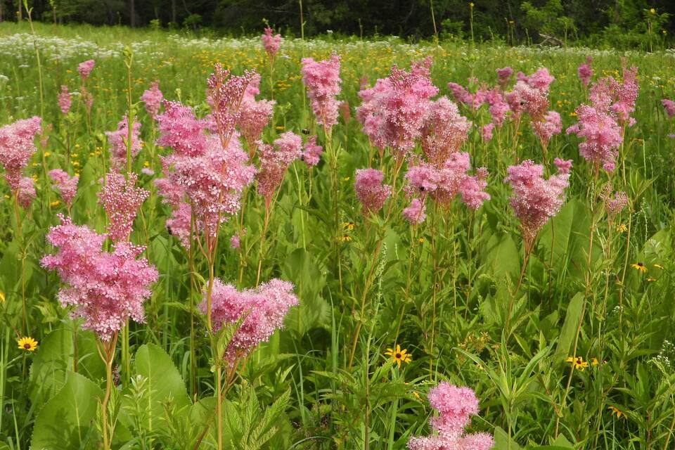 Et florlet landskab med lyserøde blomster, grønt løv og gule blomster i baggrunden.