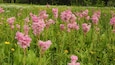 Filipendula rubra - Queen of the Prairie - Native North American Wildflower - Pink Blooming Flower