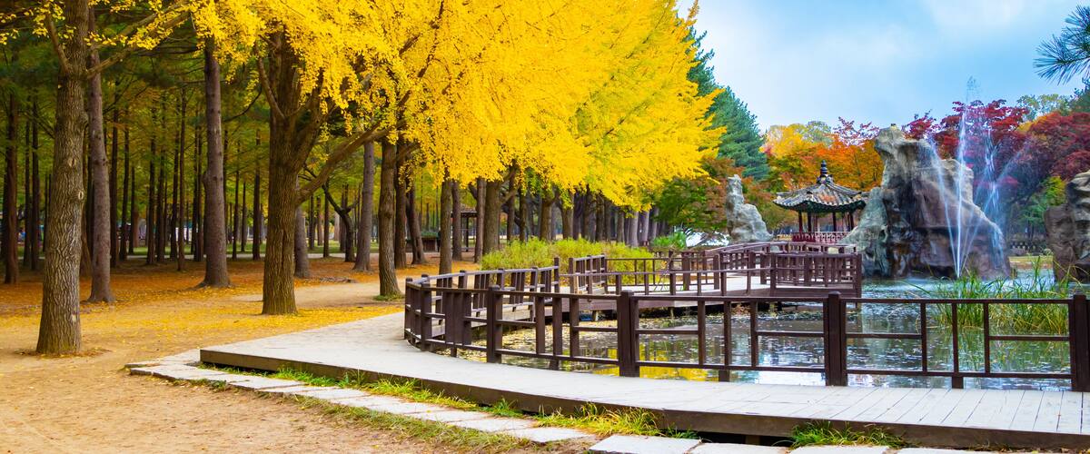 Autumn in Nami Island, South Korea