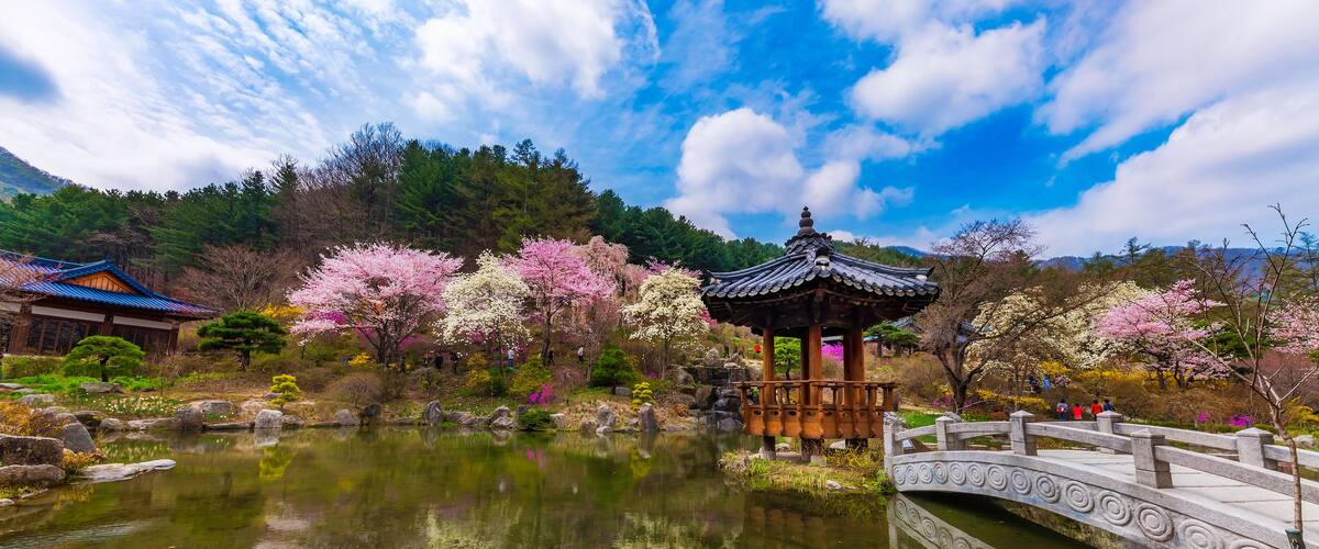 Beautiful spring landscape at The Garden of Morning Calm with a traditional Korean pavilion, stone bridge, and blooming cherry blossoms reflecting on a calm pond, South Korea.