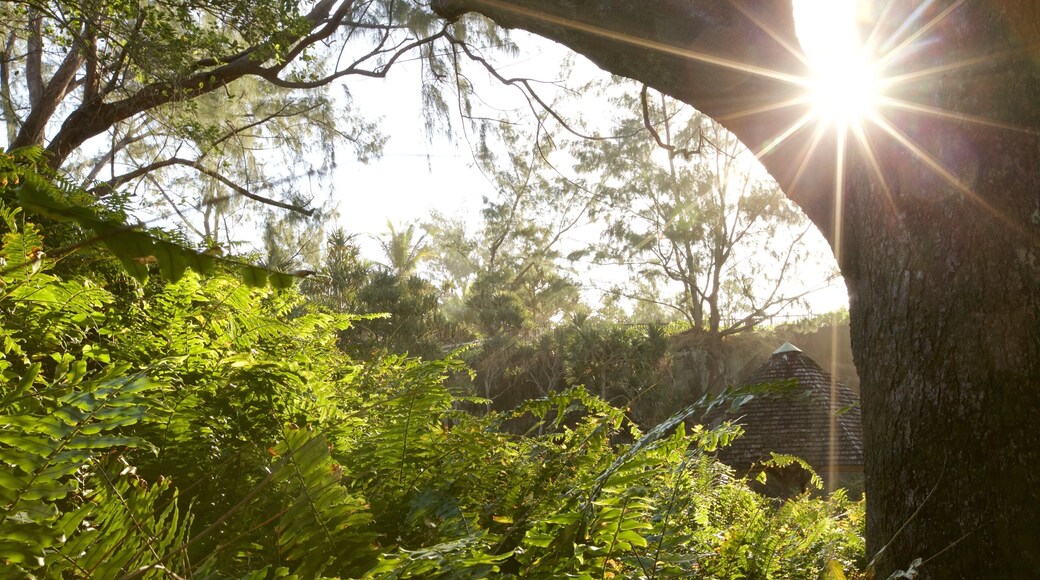 Cape Mechant das einen Waldmotive