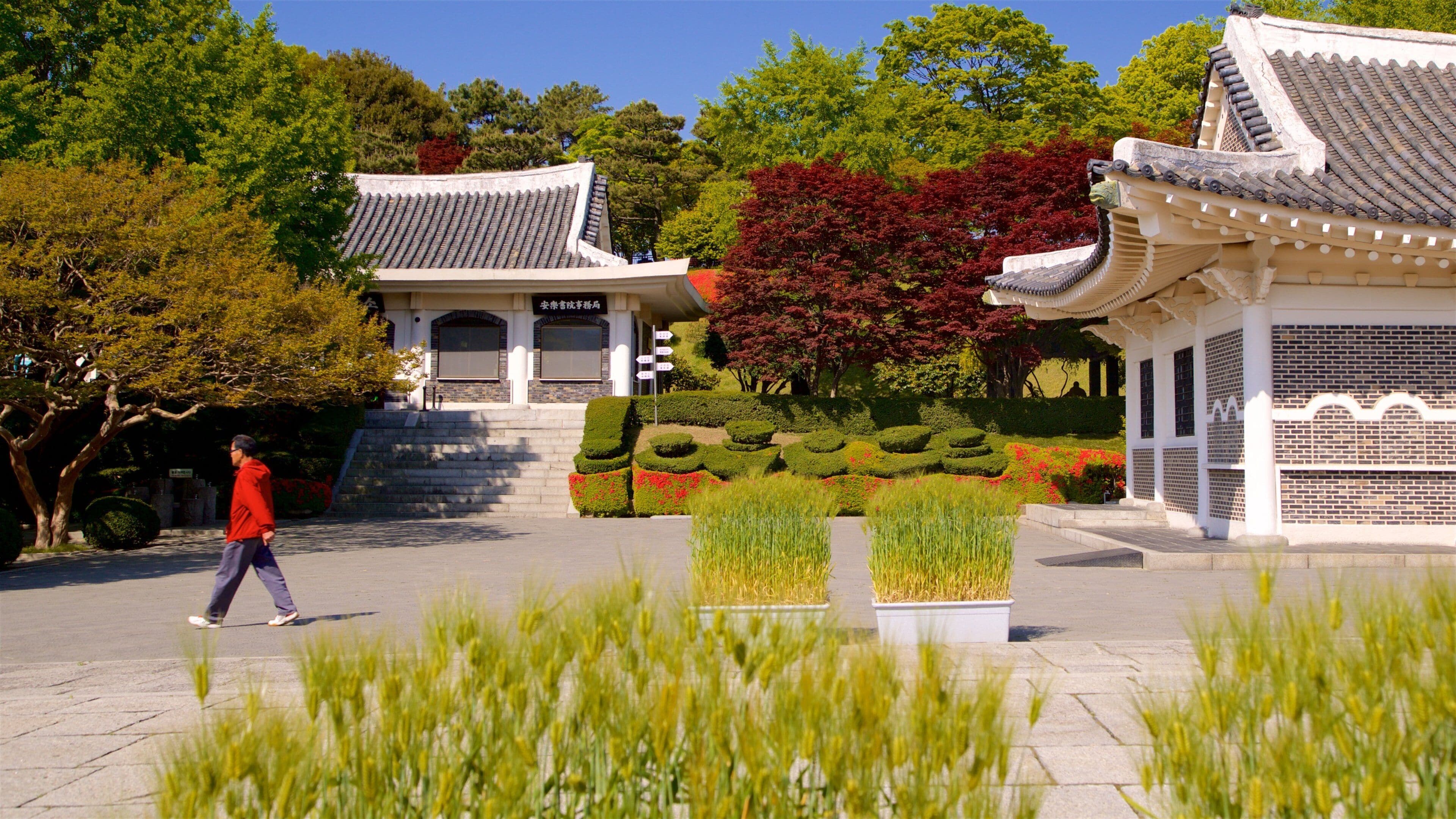 Traditional Korean architecture with tiled roofs, a person walking, and landscaped gardens with red and green foliage.