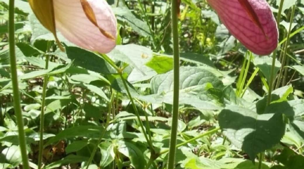 The "Lady Slippers" are a rare forest plant in Maine which bloom in mid June.