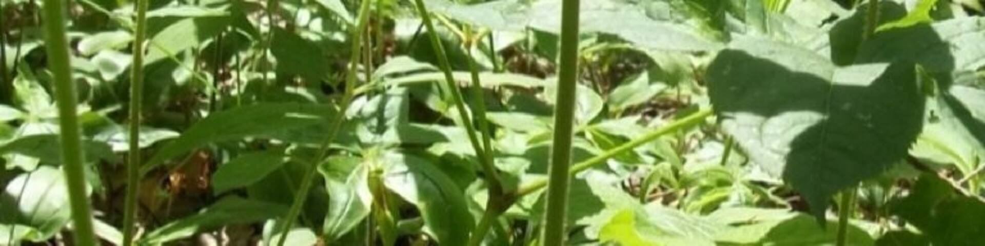 The "Lady Slippers" are a rare forest plant in Maine which bloom in mid June.