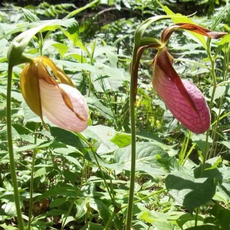 Two bell-shaped flowers with green foliage in the background.