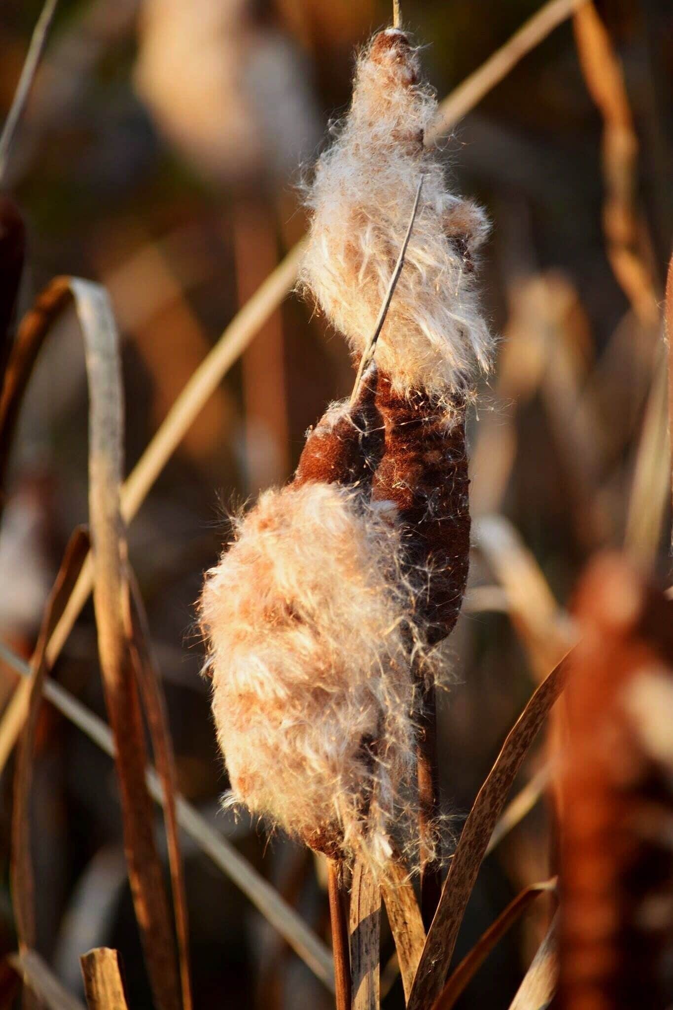 Cattails in Autumn
