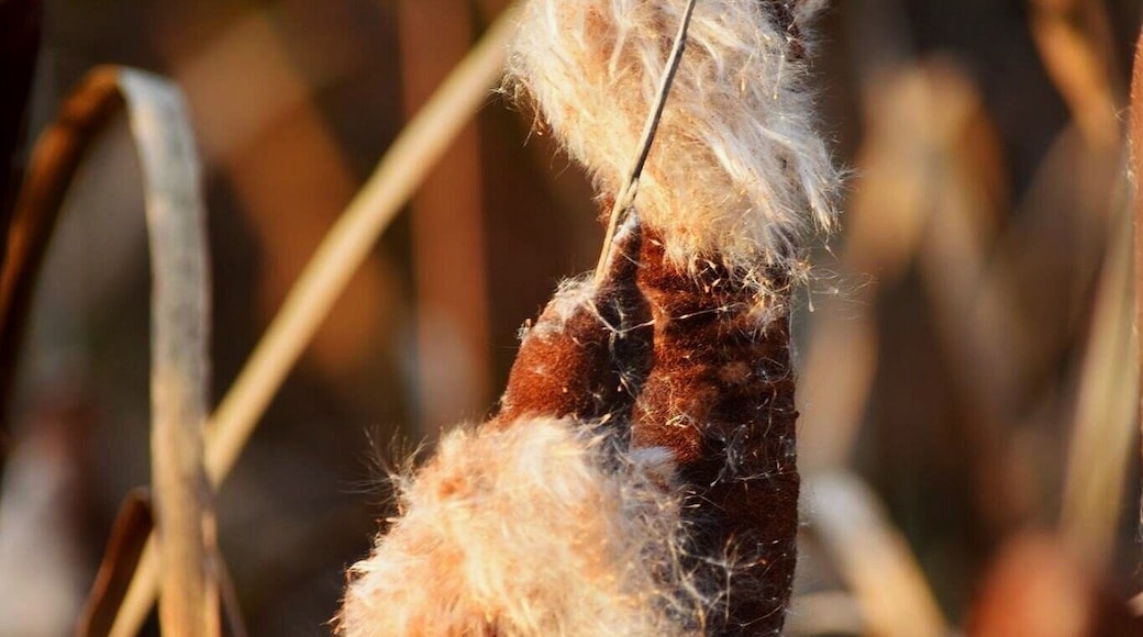 Cattails in Autumn