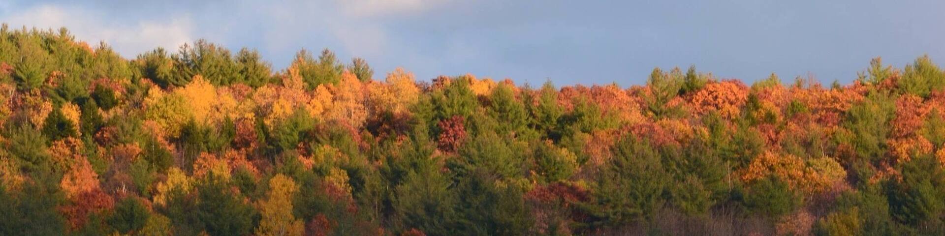 Foliage illuminated on Mann Hill.