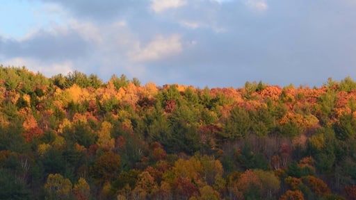 Foliage illuminated on Mann Hill.