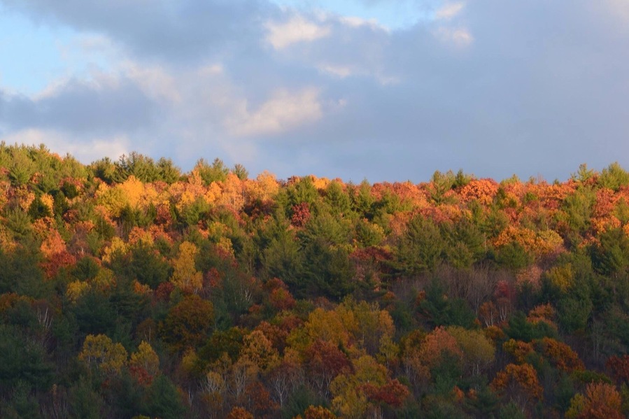 Foliage illuminated on Mann Hill.