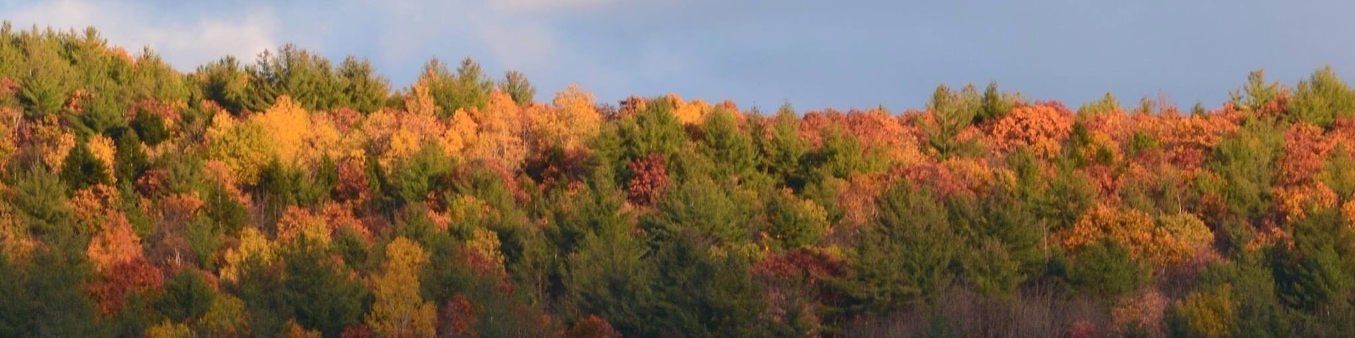 Foliage illuminated on Mann Hill.