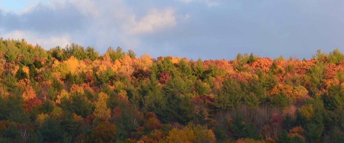 A forest with autumn foliage.