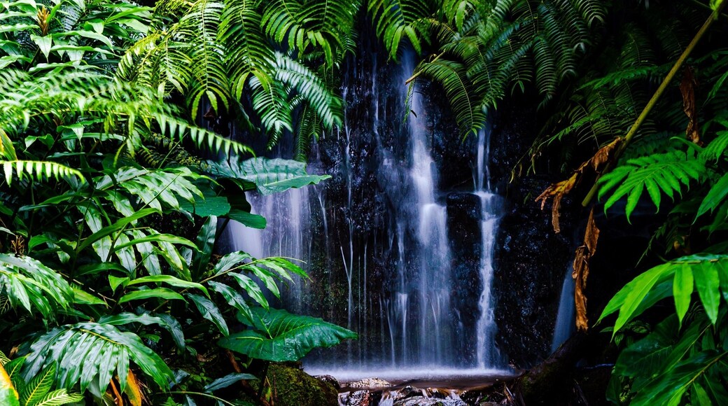 A small waterfall hidden behind the foliage on the trail heading back from ‘Akaka Falls