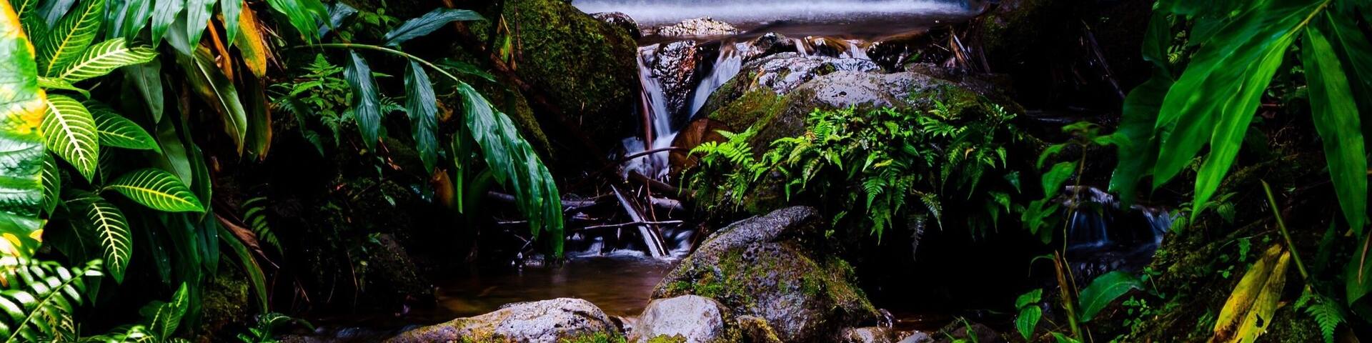 A waterfall surrounded by lush green foliage.