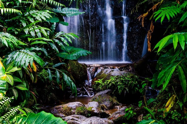 A small waterfall hidden behind the foliage on the trail heading back from ‘Akaka Falls