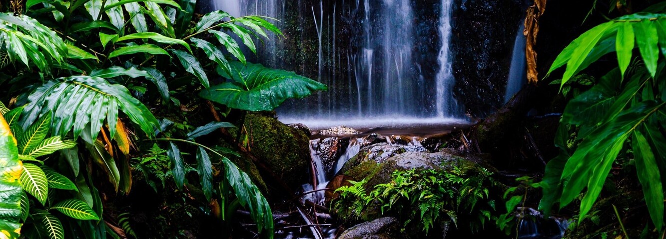 A small waterfall hidden behind the foliage on the trail heading back from ‘Akaka Falls