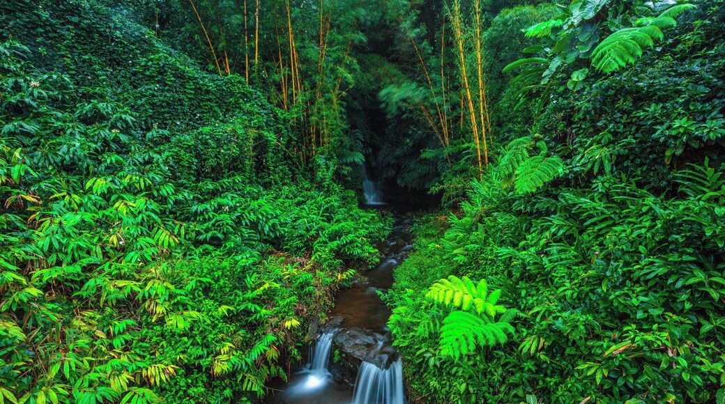 This was a small falls tucked away in one of the corners of the beautiful Akaka Falls State Park in Big Island, Hawaii. #lifeatexpedia