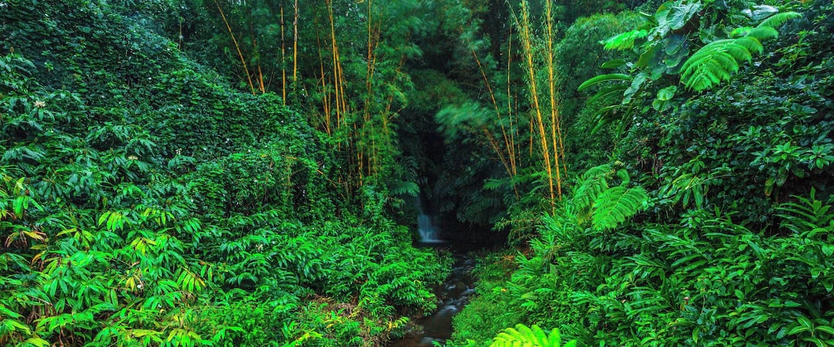 This was a small falls tucked away in one of the corners of the beautiful Akaka Falls State Park in Big Island, Hawaii. #lifeatexpedia