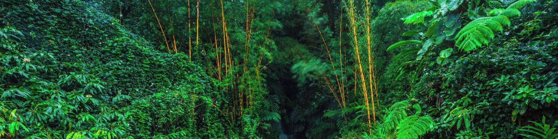 This was a small falls tucked away in one of the corners of the beautiful Akaka Falls State Park in Big Island, Hawaii. #lifeatexpedia