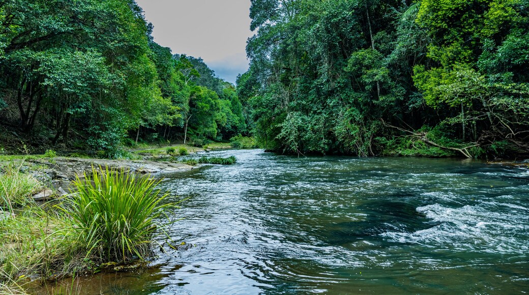 Fluss an den Gardner Falls im Hinterland von sunshine Coast, Australien