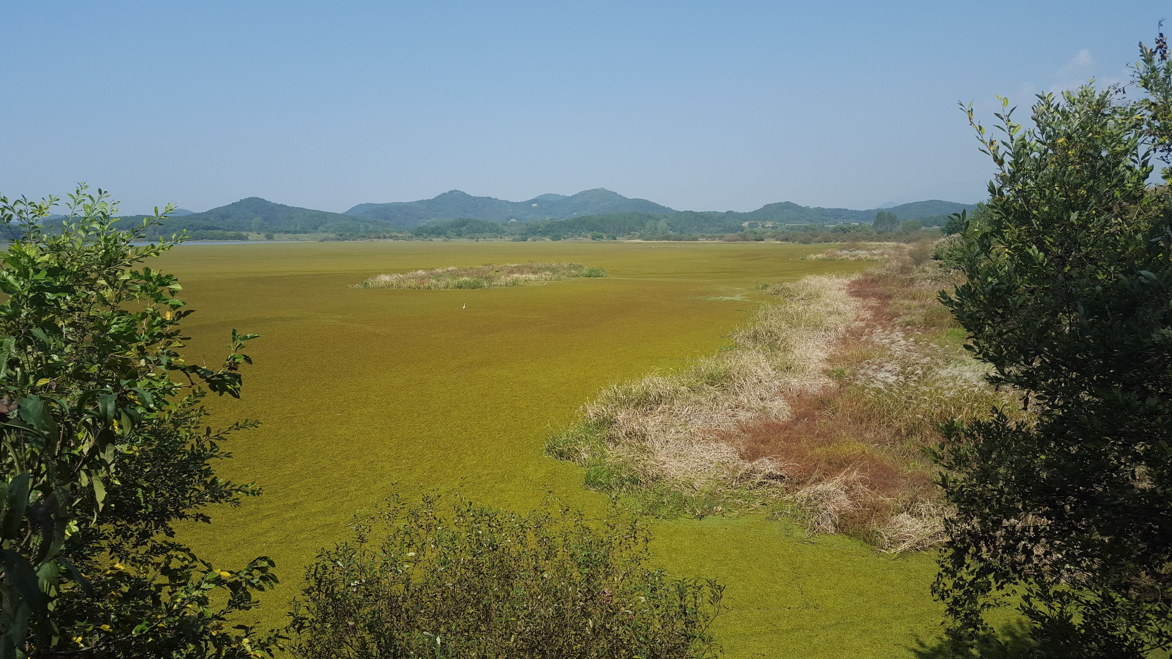 Wetlands slowly turning into fall colour