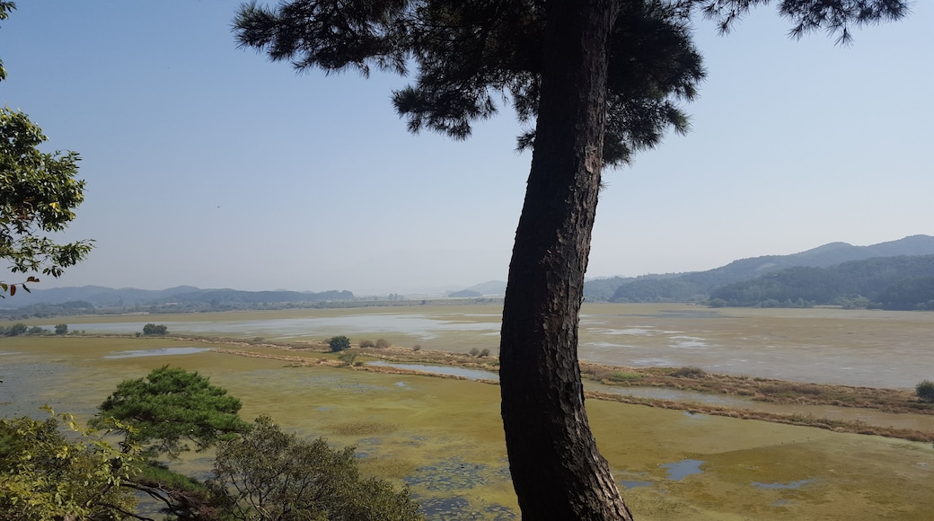 Panoramic view from the main observatory post, with pine tree that is characteristic of Korean fauna. Woopo Wetlands is know for having a different 'face' every season.
