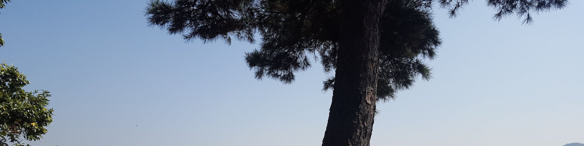 Panoramic view from the main observatory post, with pine tree that is characteristic of Korean fauna. Woopo Wetlands is know for having a different 'face' every season.