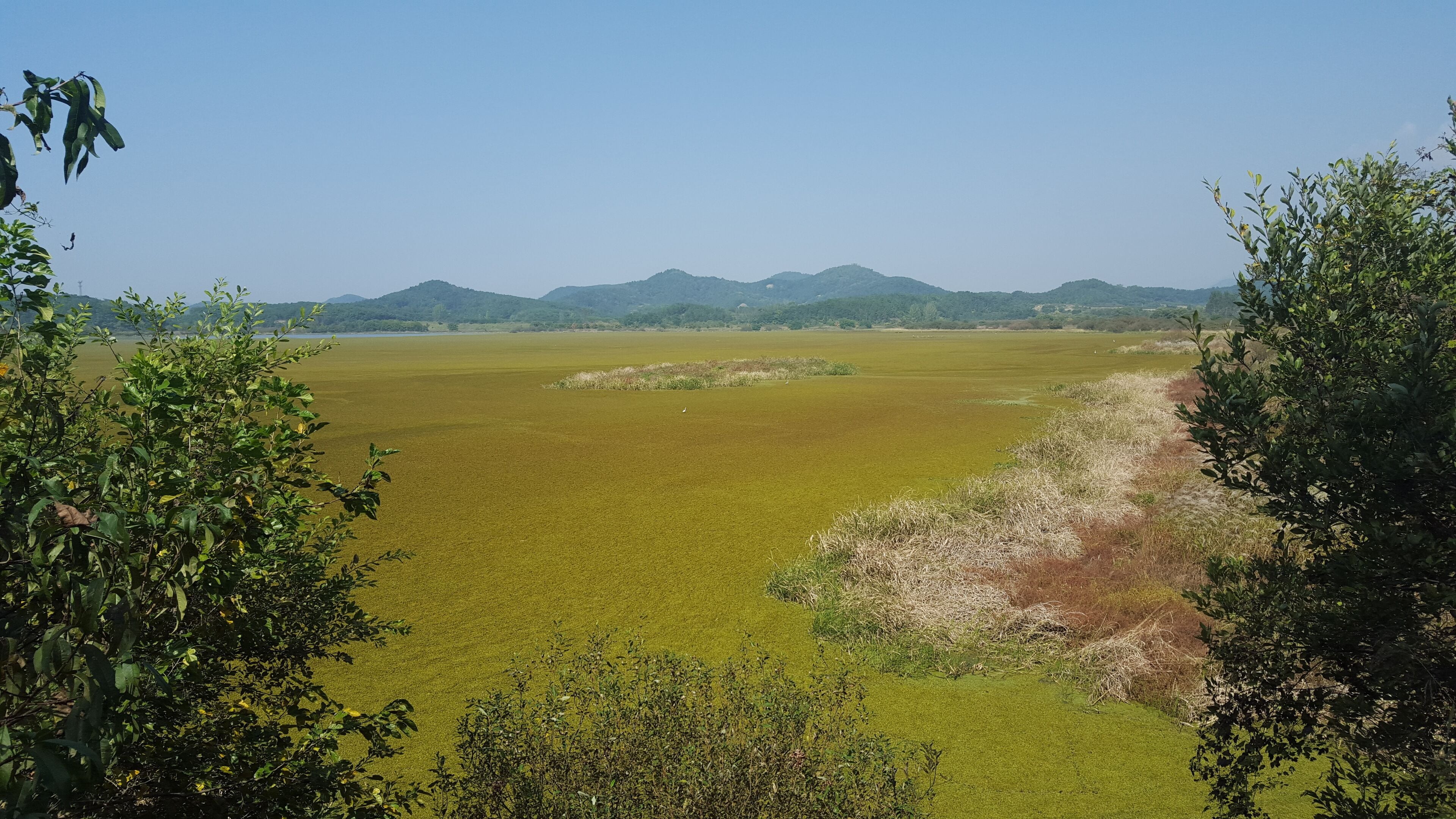 Wetlands slowly turning into fall colour