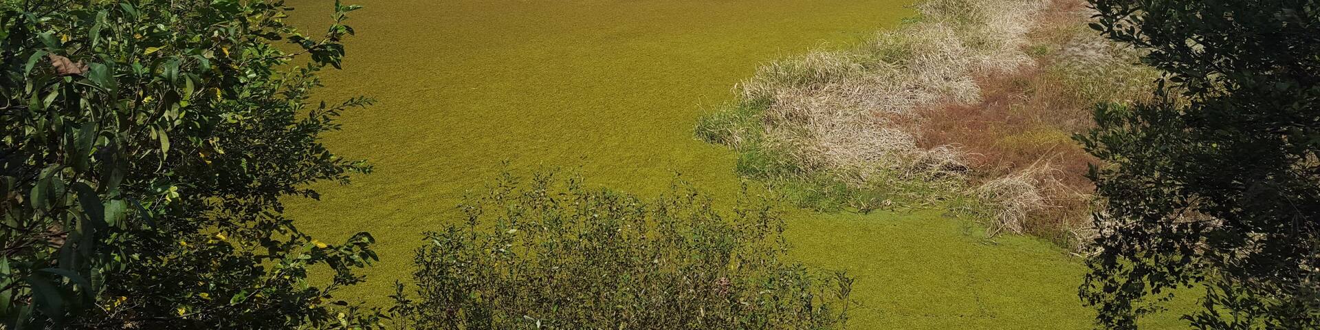 Wetlands slowly turning into fall colour