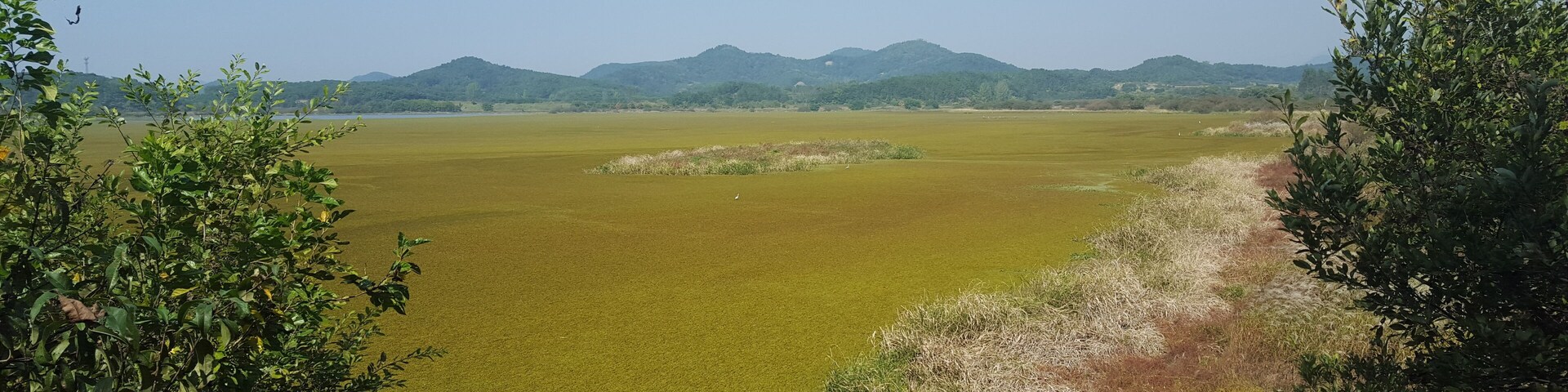 Wetlands slowly turning into fall colour
