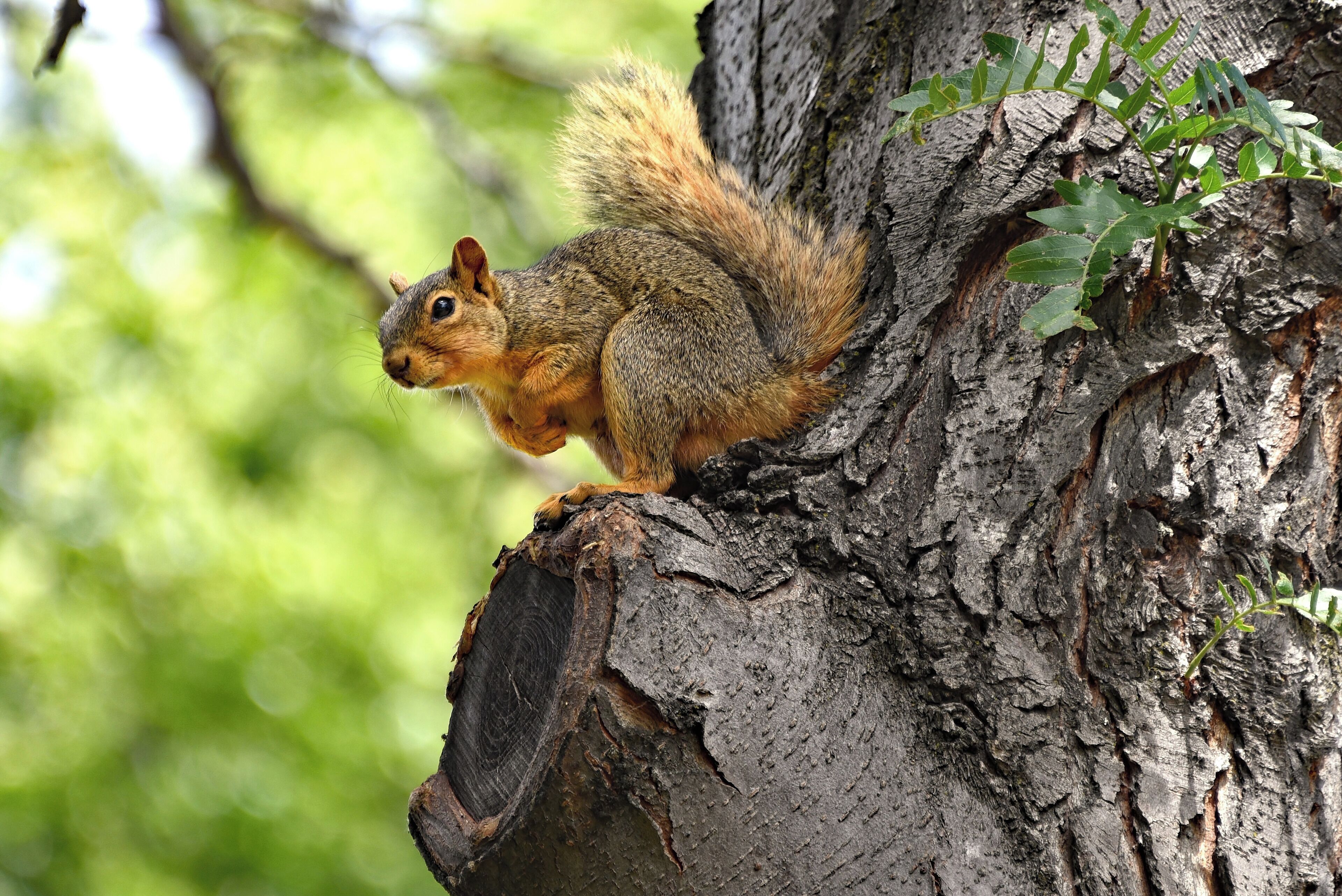 We had a nice, pleasant campsite in Maryhill State Park along the Columbia River in Washington State.  This squirrel came by several times a day just to tease our dog.
#nature
#outdoors
#camping
#wildlife
#squirrel
#state_parks