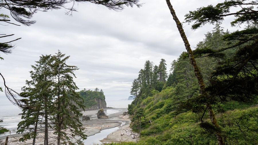 Pacific Pines State Park