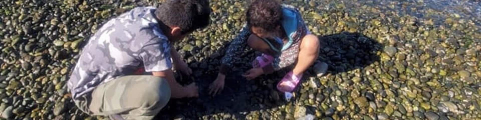 Dig into dig to get some shellfish/clamshell