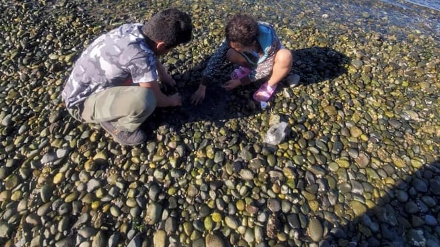 Dig into dig to get some shellfish/clamshell